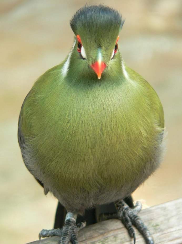 Сойка зелёная (Cyanocorax yncas)