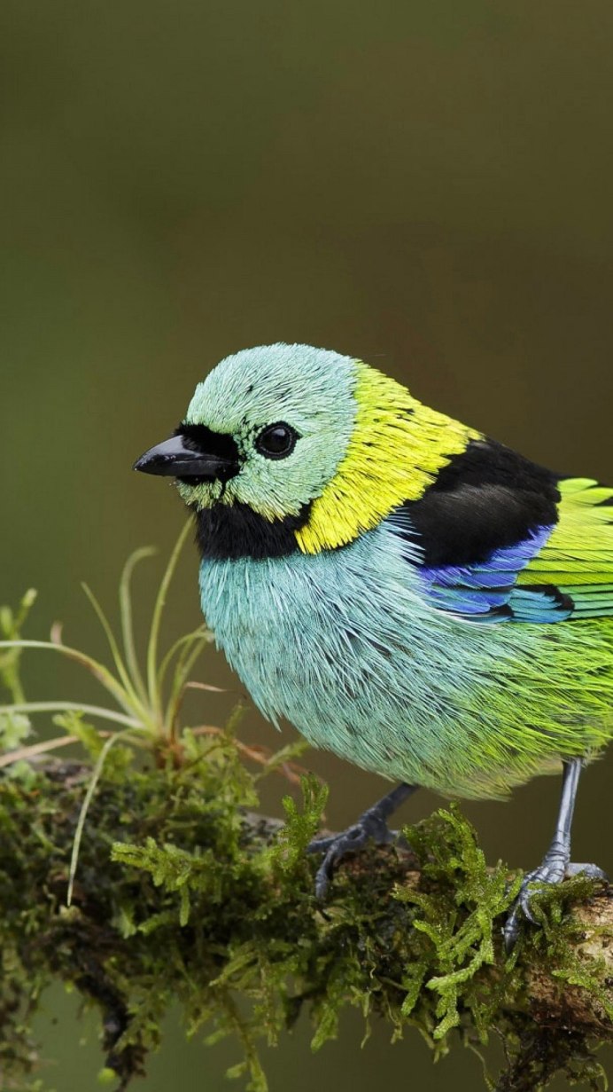 Кэнопи Lives beautiful is Birds