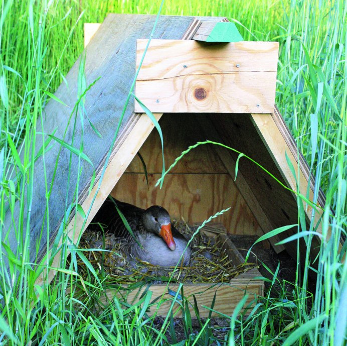 Как сделать гнездовой домик для индоутки самостоятельно