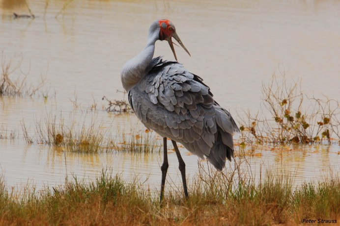 Sarus Crane