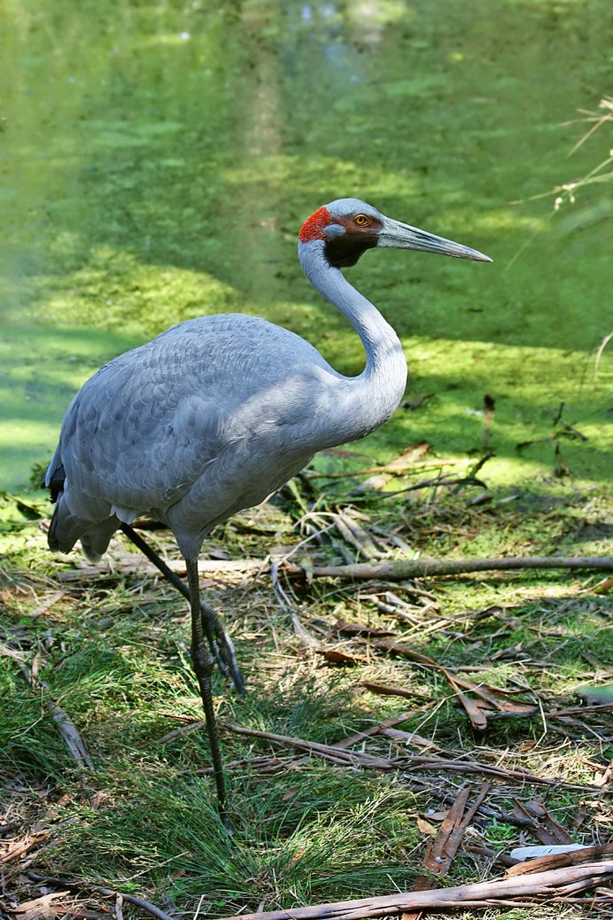 Grus rubicunda