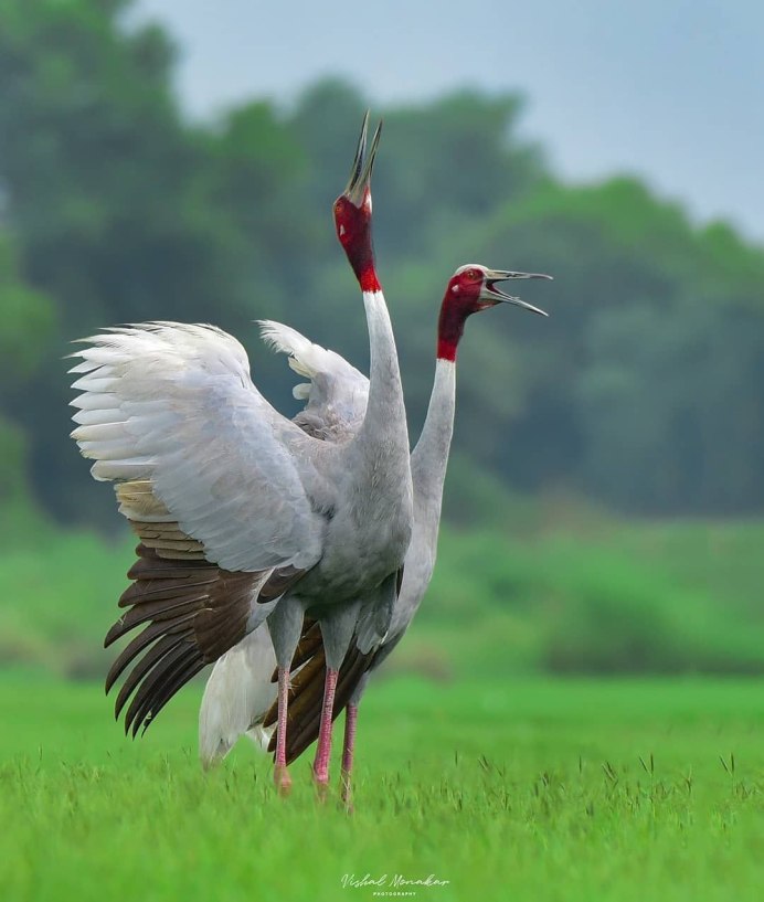 Кран Sarus (Антигона Grus)