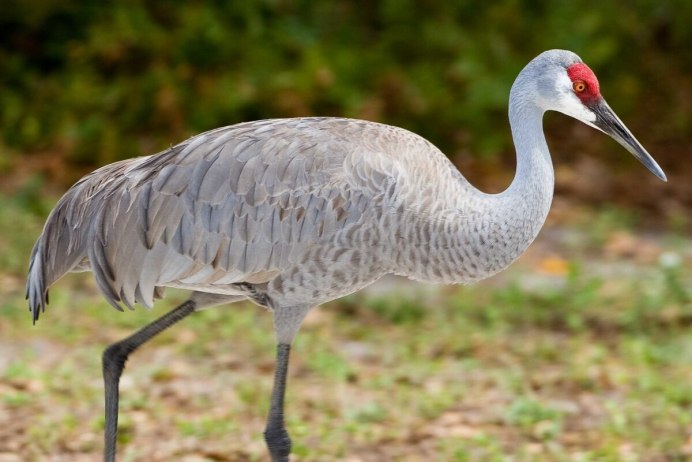Grus canadensis