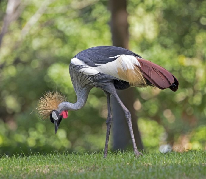Grey crowned Crane