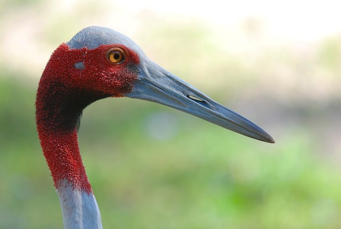 Grus rubicunda