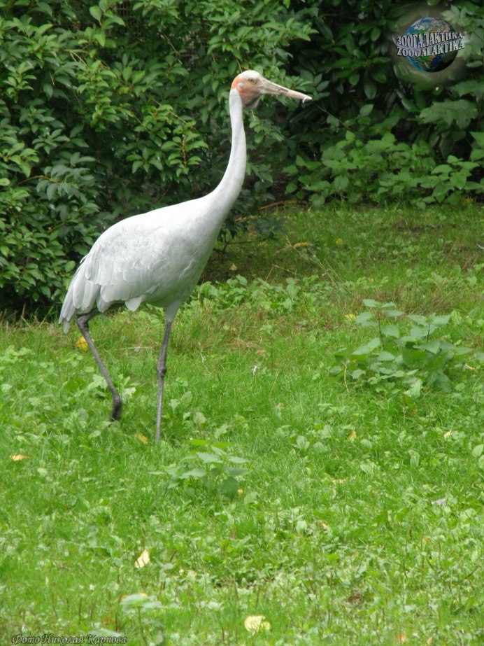 Grey crowned Crane