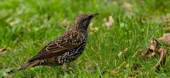 Дрозд рябинник – turdus pilaris (l., 1758)