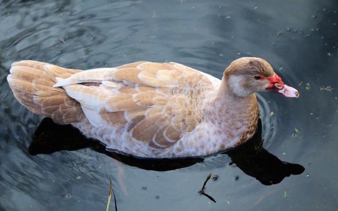 Cairina moschata