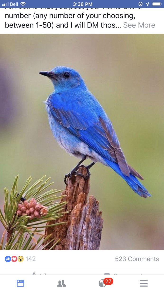 Blue bird