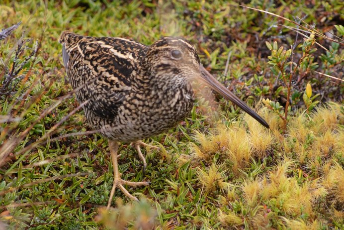 Чернозобик Calidris Alpina