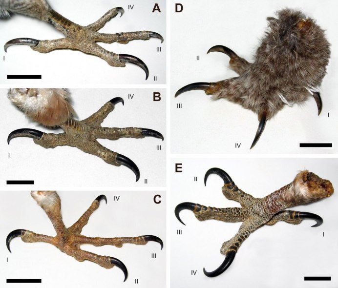 Скопа (Pandion haliaetus)