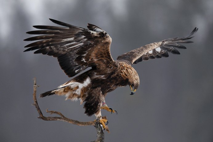 Ястребиный орёл птица