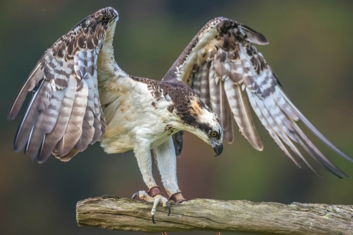 Орёл-Беркут с добычей