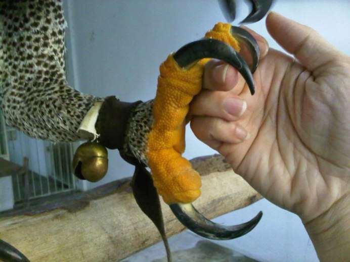 Орлан Орел Коршун