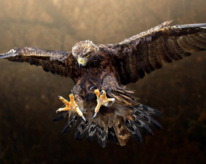 Южноамериканская Гарпия лапа