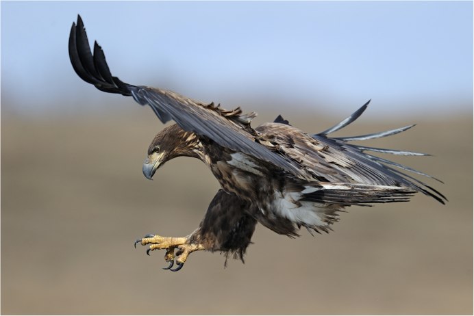 Беркут и Коршун