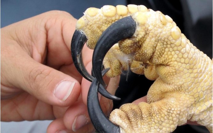 Беркут ястреб Коршун