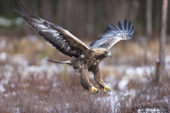 Когти хищных птиц