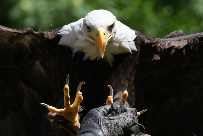 Птицы орёл Коршун Беркут Сокол