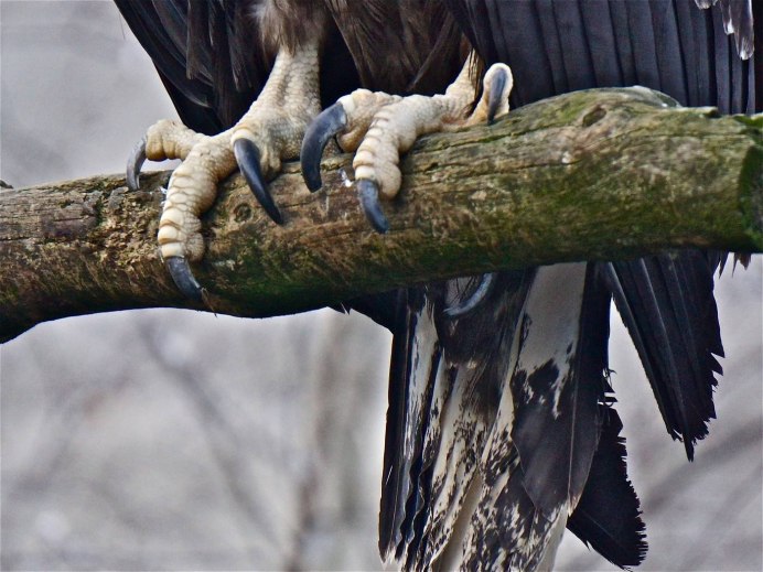 Ястреб змея