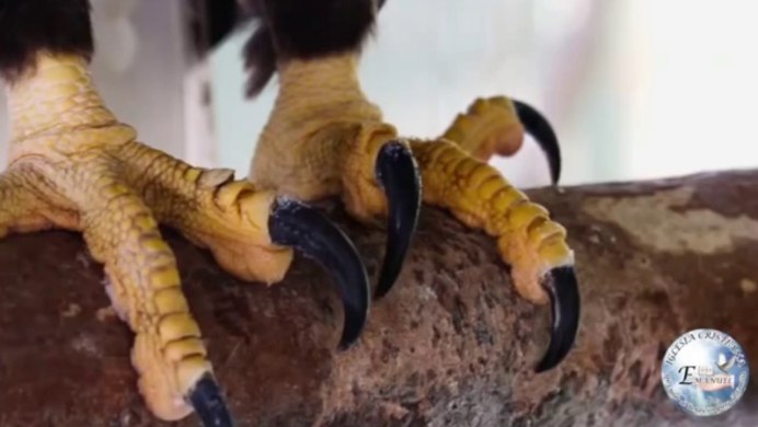 Ястреб тетеревятник размах крыльев