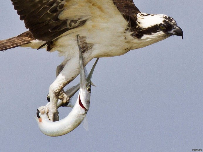 Клюв ястреба