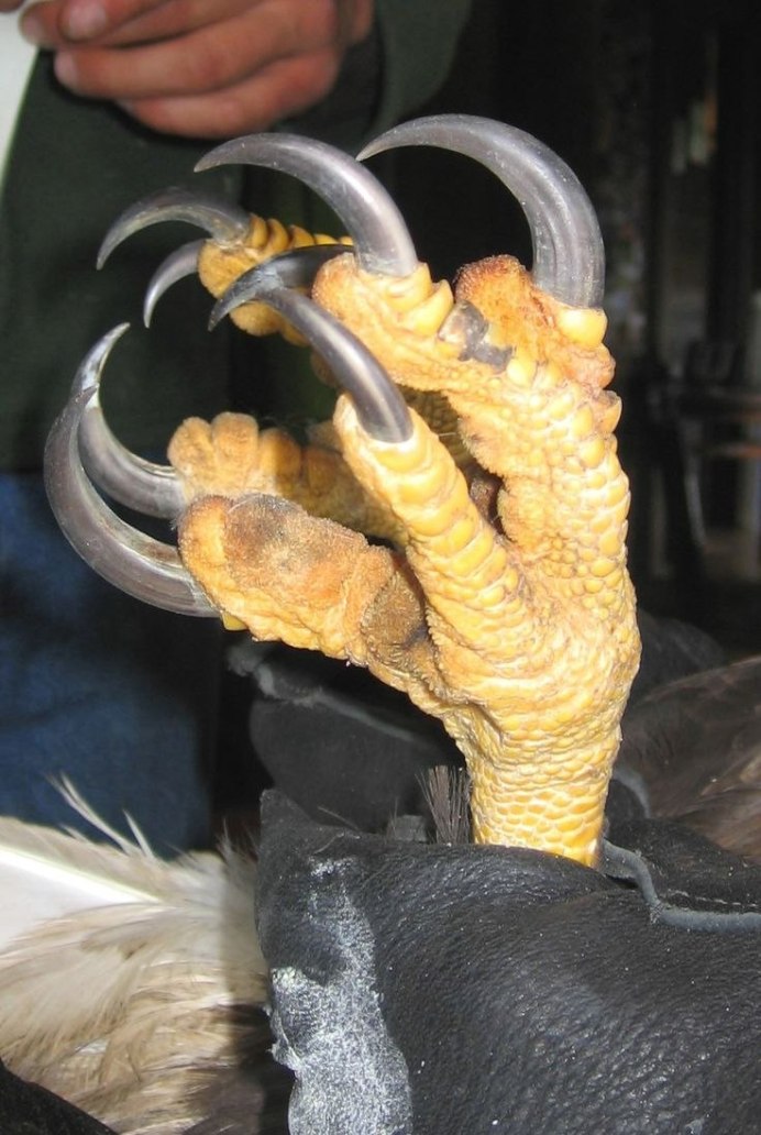 Хищные птицы обои