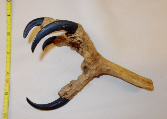 Беркут Сокол ястреб