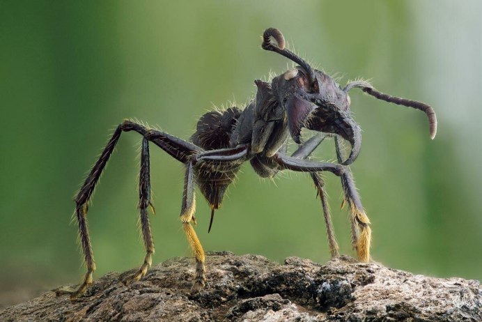 Paraponera clavata матка