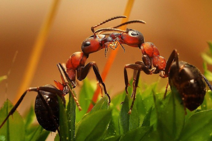 Paraponera clavata