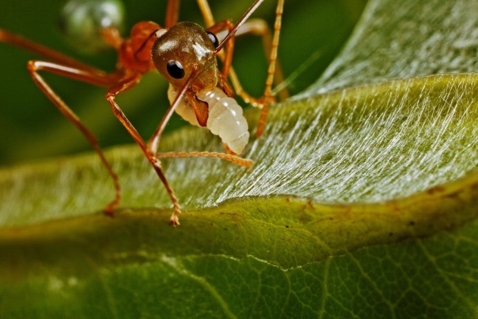 Paraponera clavata жало