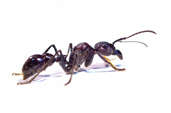 Paraponera clavata укус