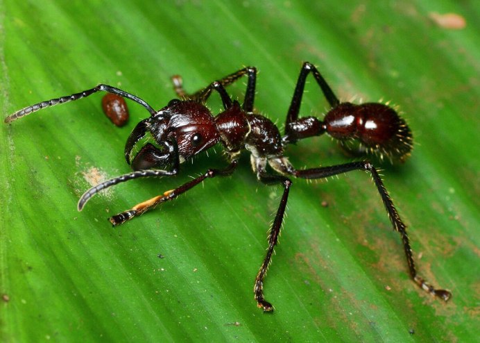 Тропические муравьи Paraponera clavata