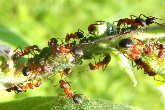 Paraponera clavata укус