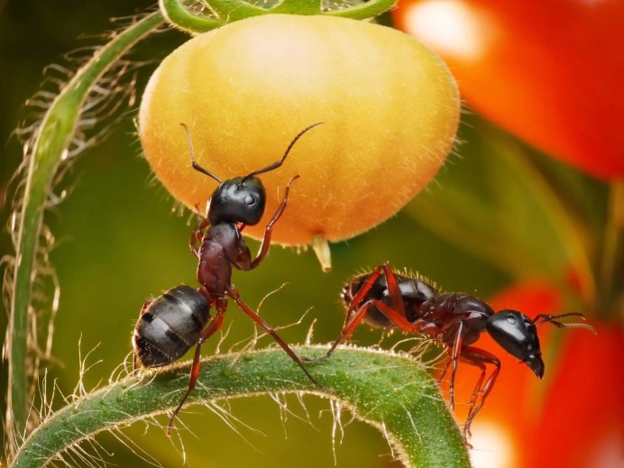 Paraponera clavata муравей-пуля