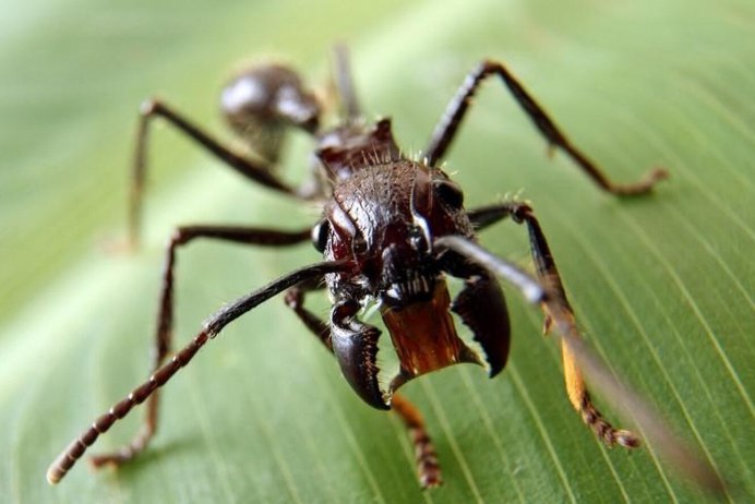 Тропические муравьи Paraponera clavata