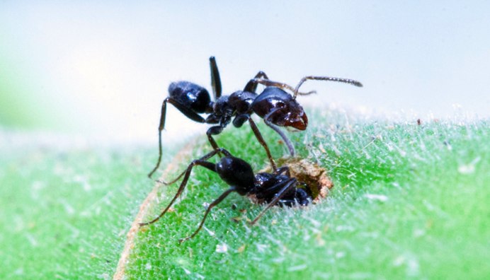 Муравьи Myrmecia