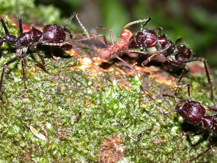 Ectatomma tuberculatum