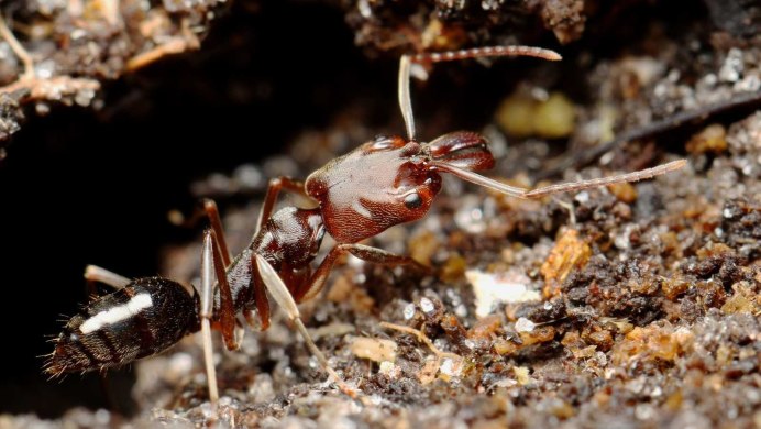 Bullet Ant