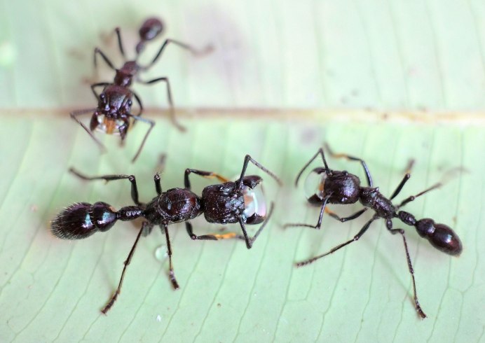 Тропические муравьи Paraponera clavata