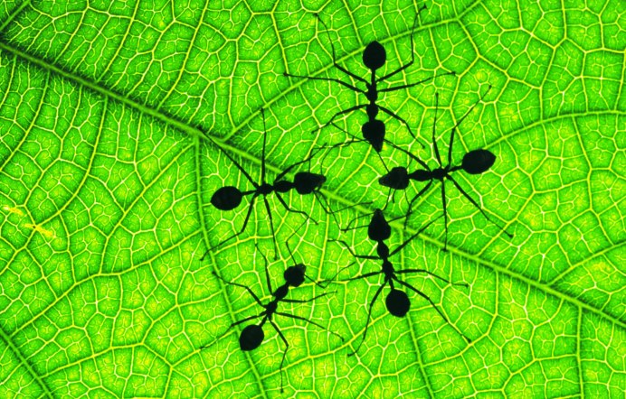 Paraponera муравей