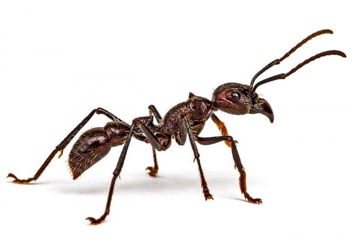Муравей Paraponera clavata