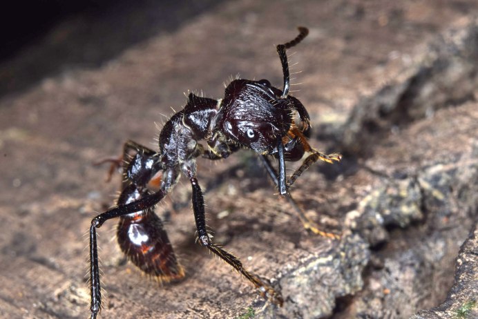 Муравей Thaumatomyrmex