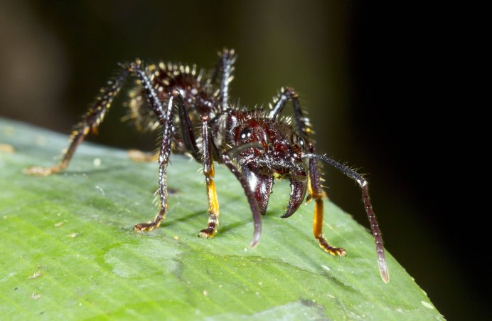 Paraponera муравей