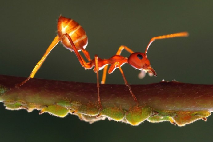 Paraponera clavata