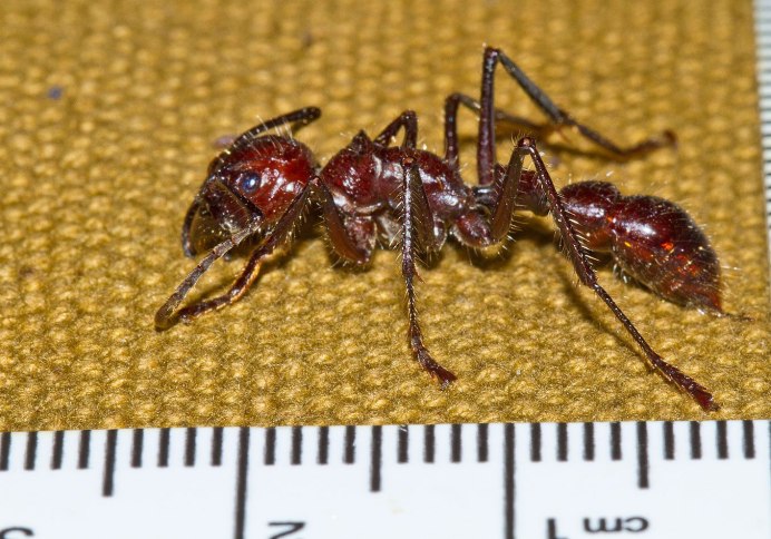 O. unilateralis
