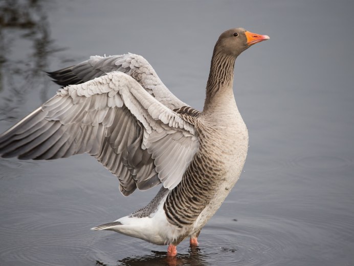 Серый Гусь Anser Anser