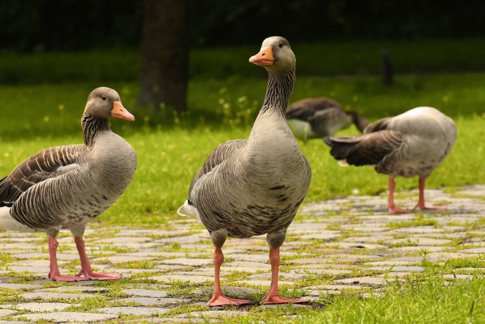 Белолобый Гусь с гусятами