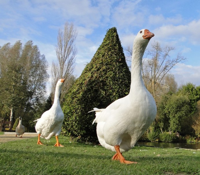 Кубанские гуси