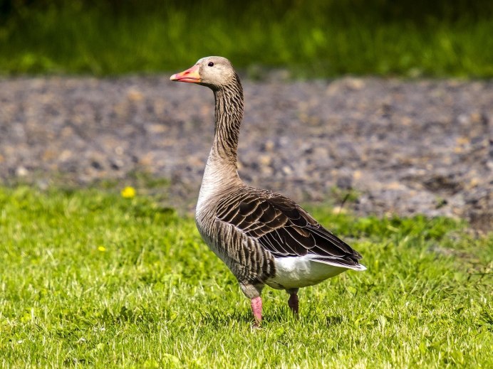 Greylag Goose Bird
